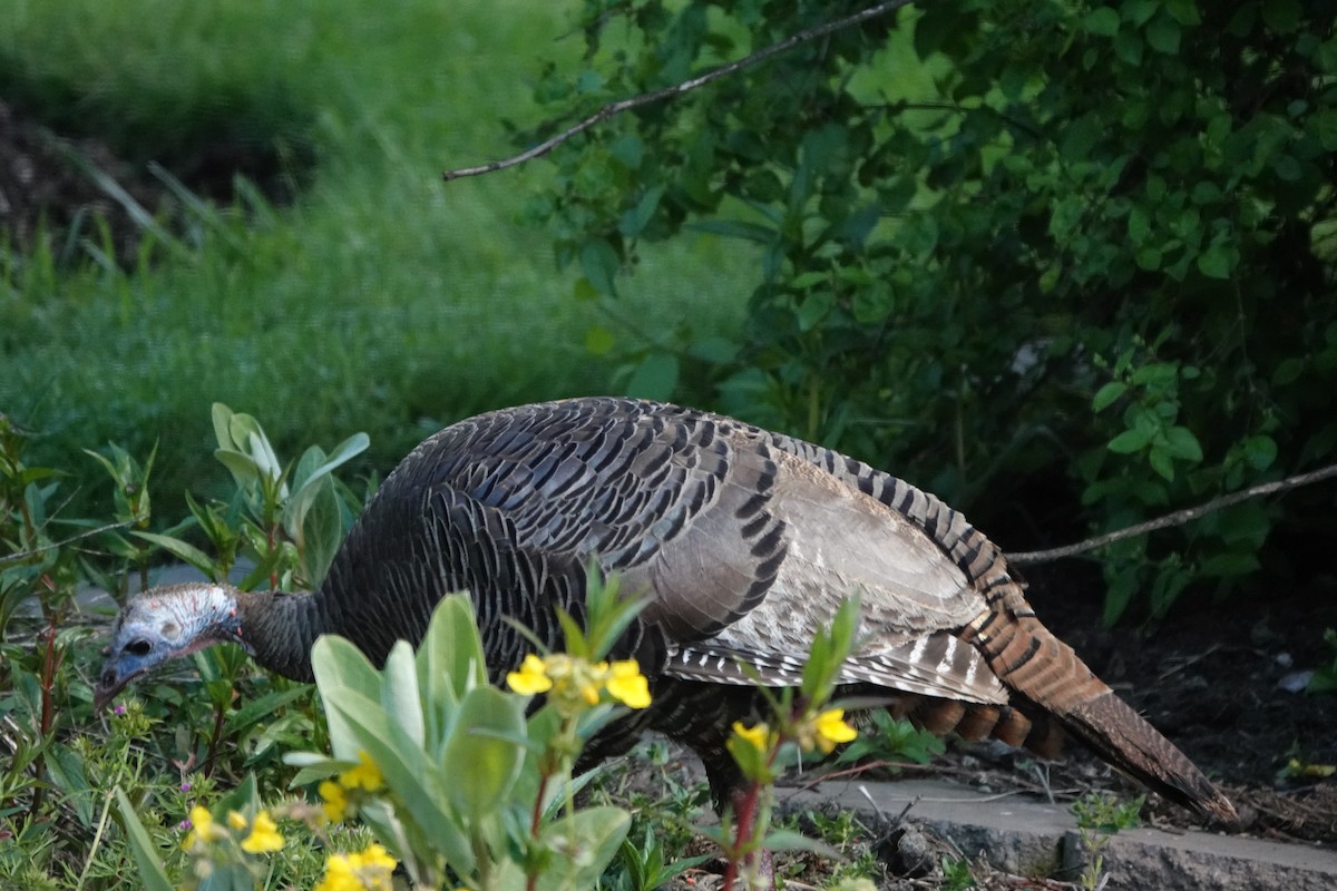 Wild Turkey - ML620499969