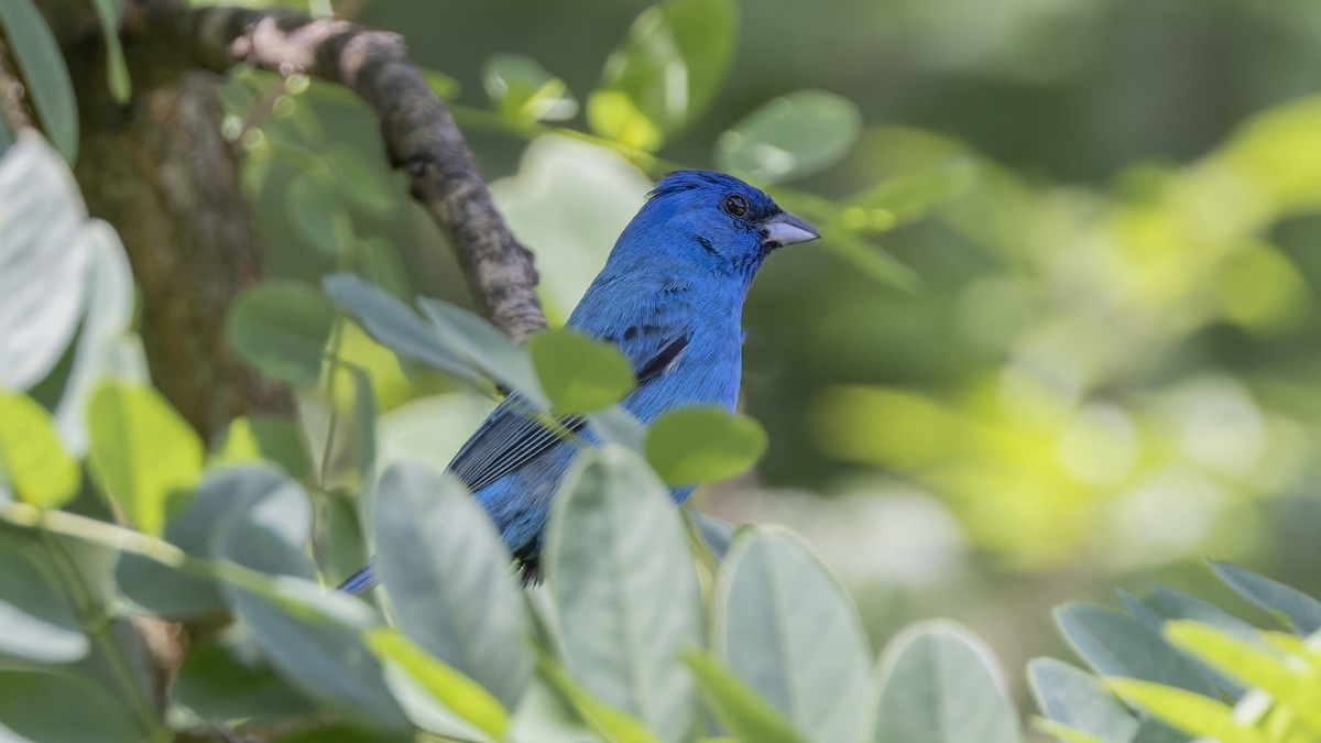 Indigo Bunting - ML620499971