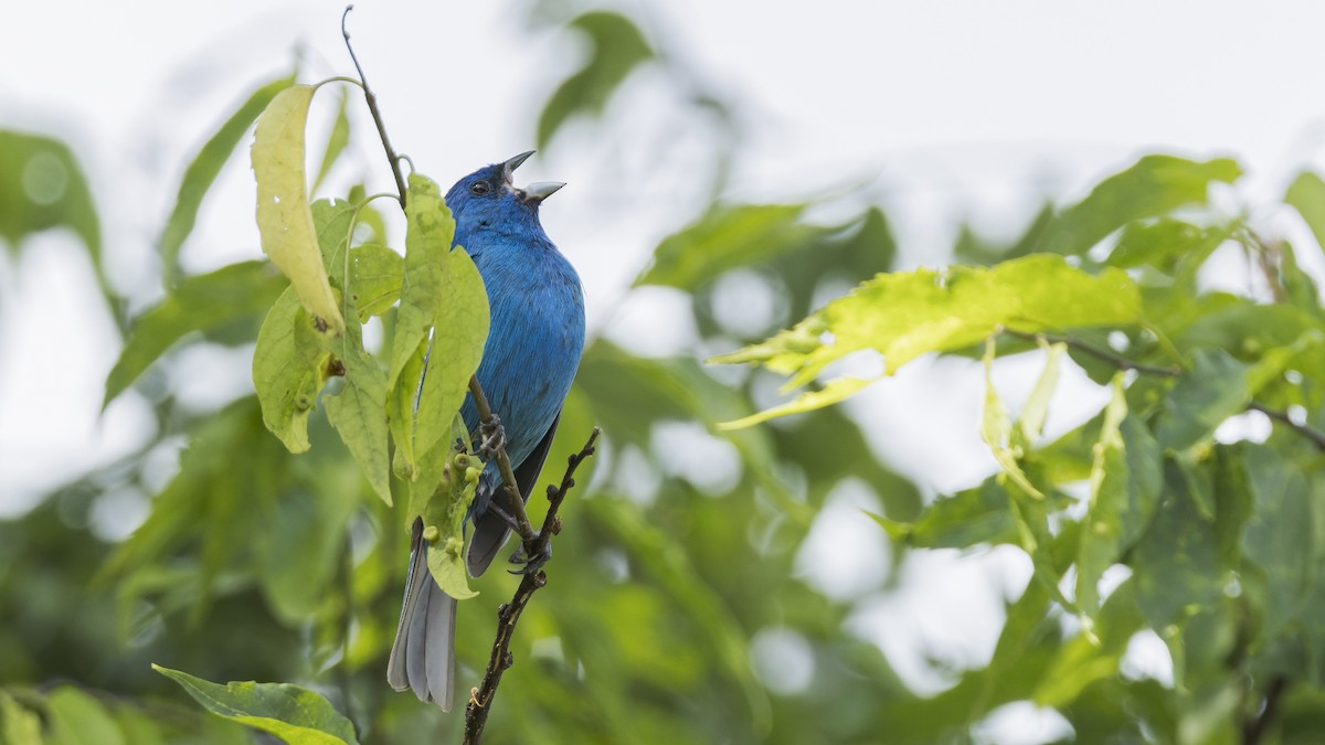 Indigo Bunting - ML620499972