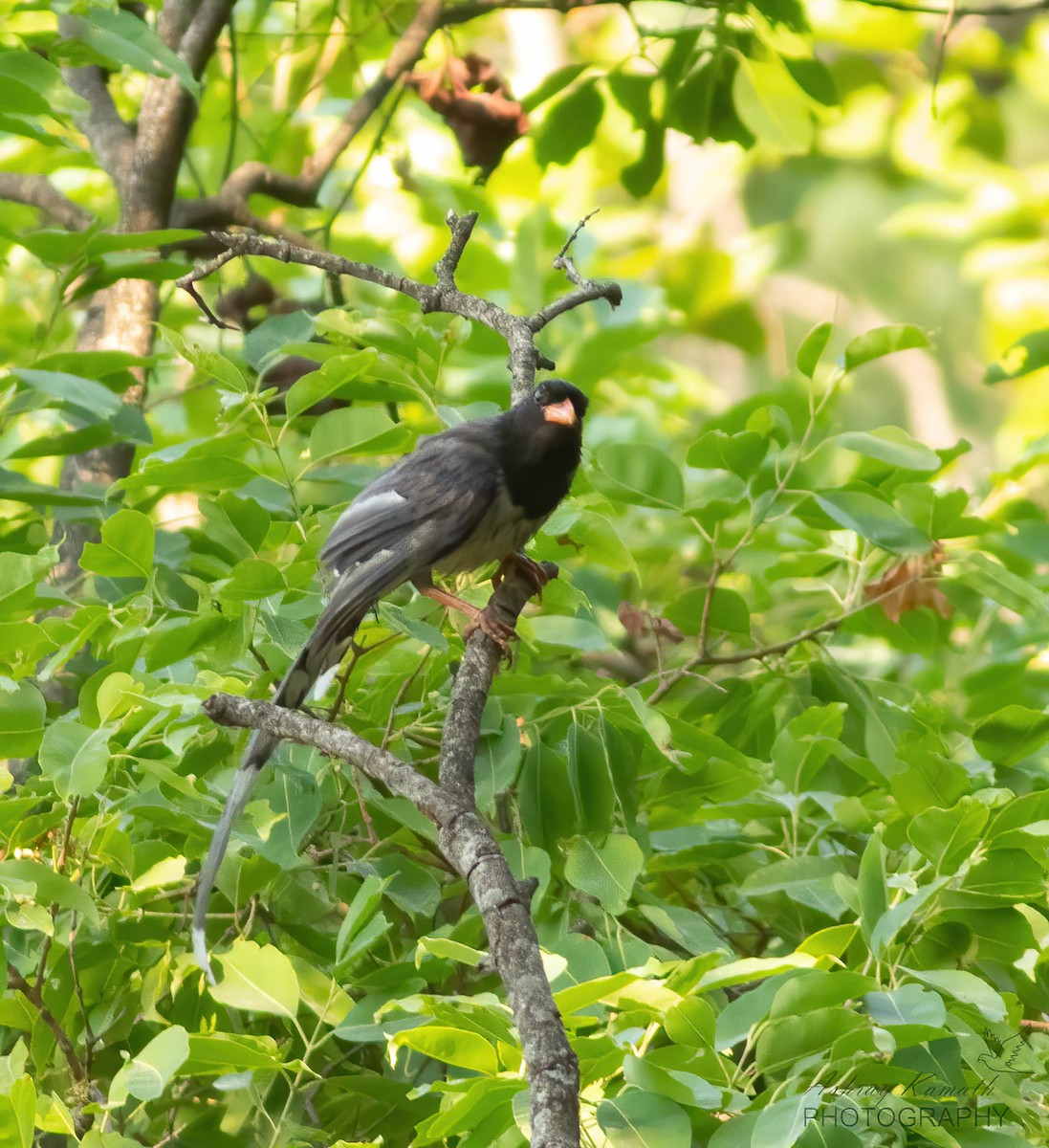 Red-billed Blue-Magpie - ML620499974