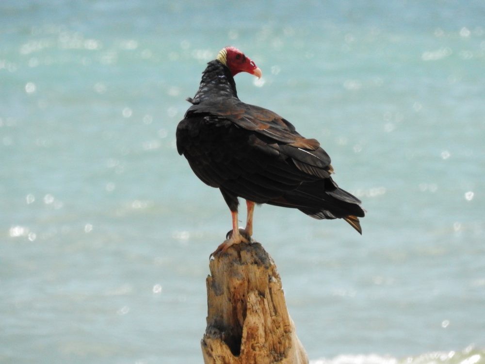 Turkey Vulture - ML620499978