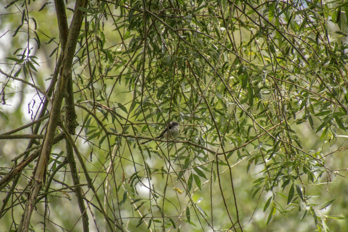 Long-tailed Tit - ML620499979