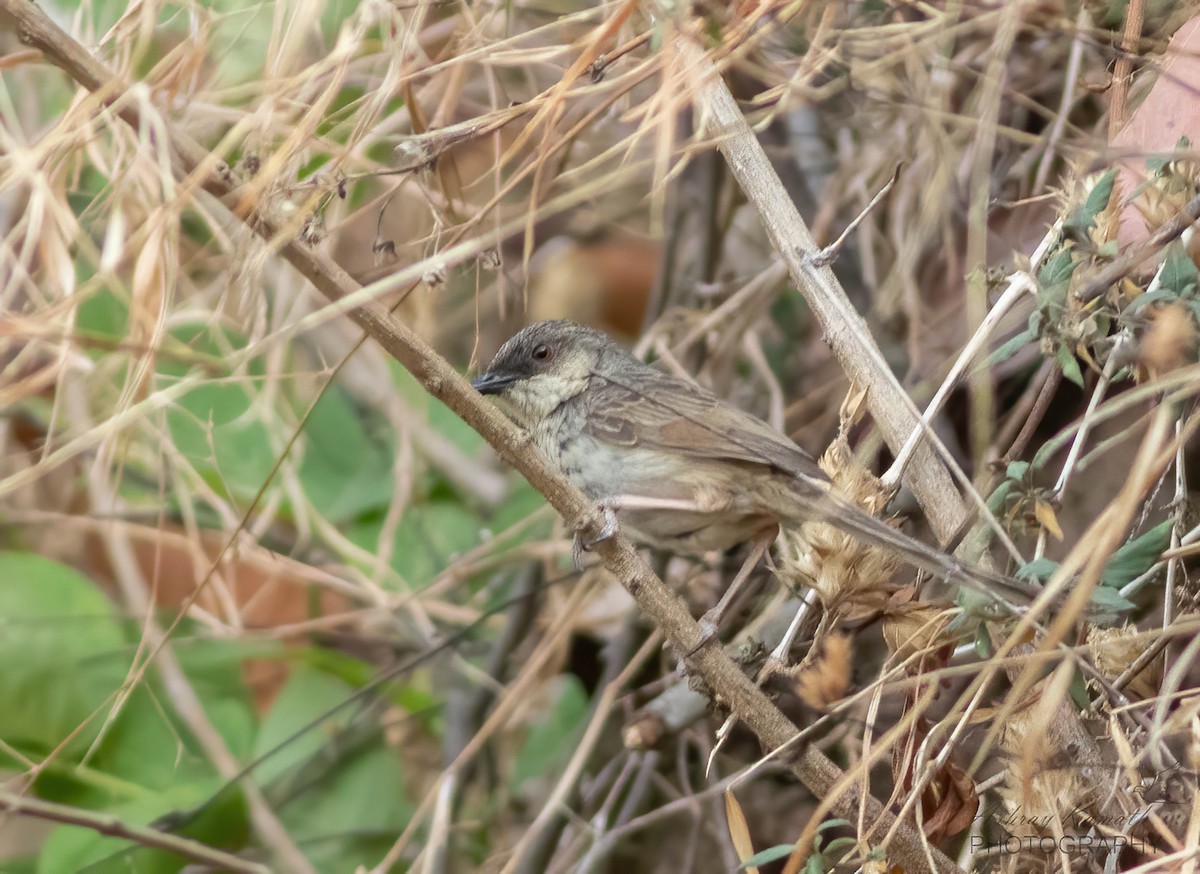 Himalayan Prinia - ML620499986