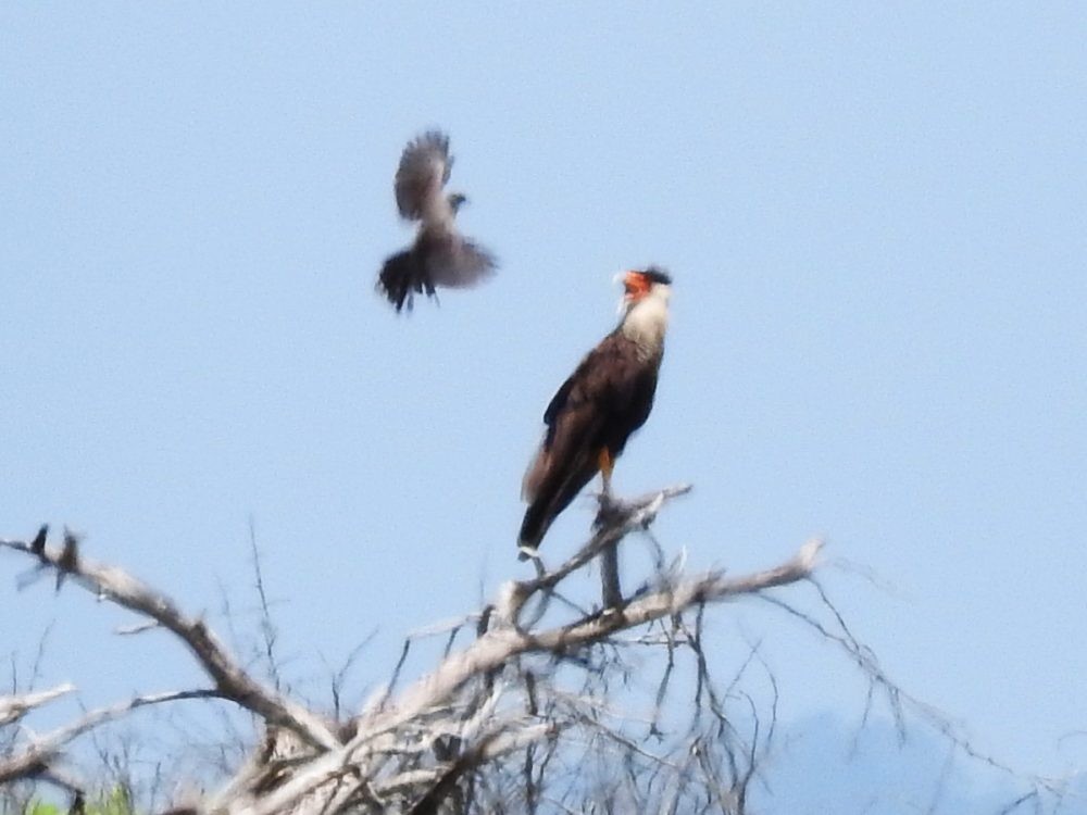 Crested Caracara - ML620499987