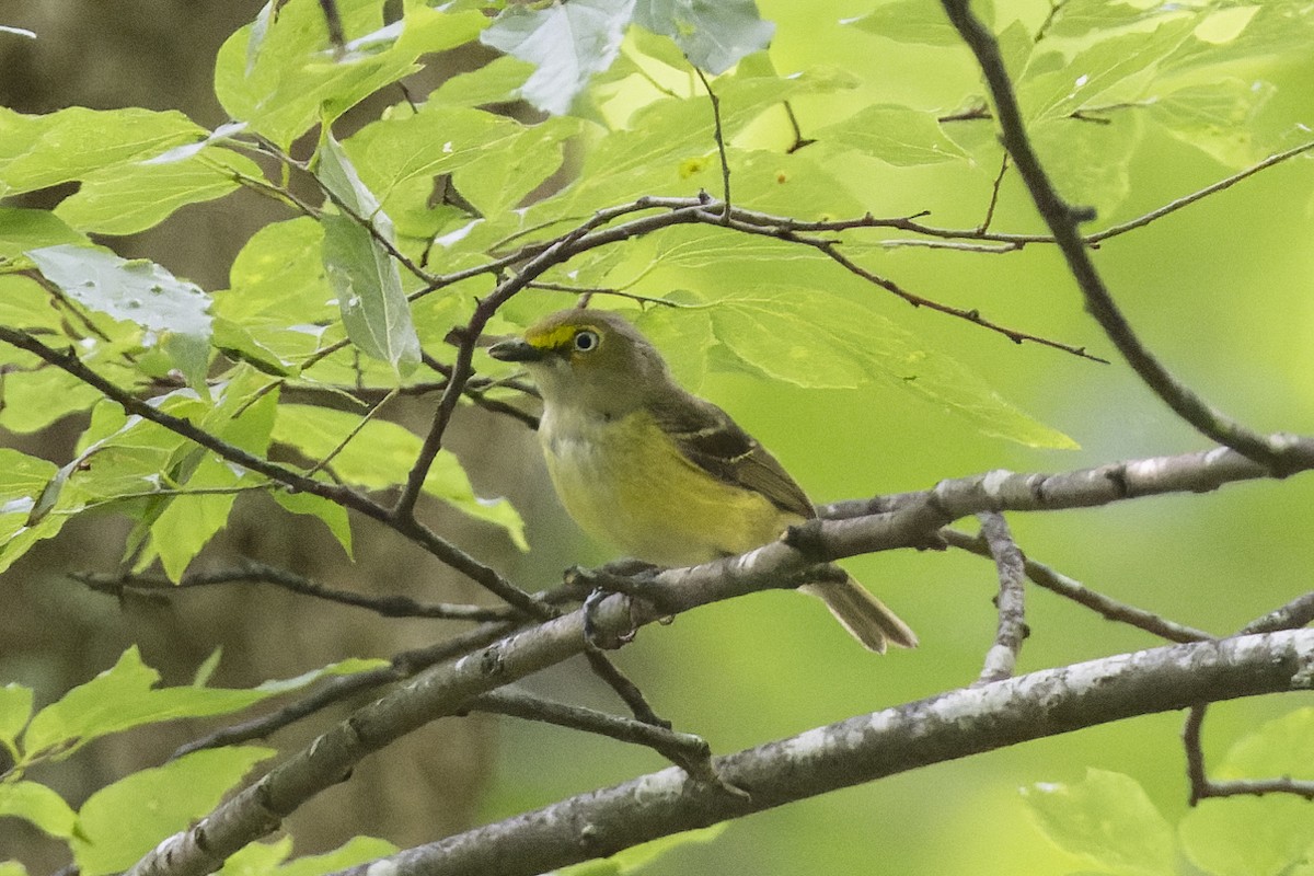 Ak Gözlü Vireo - ML620499988