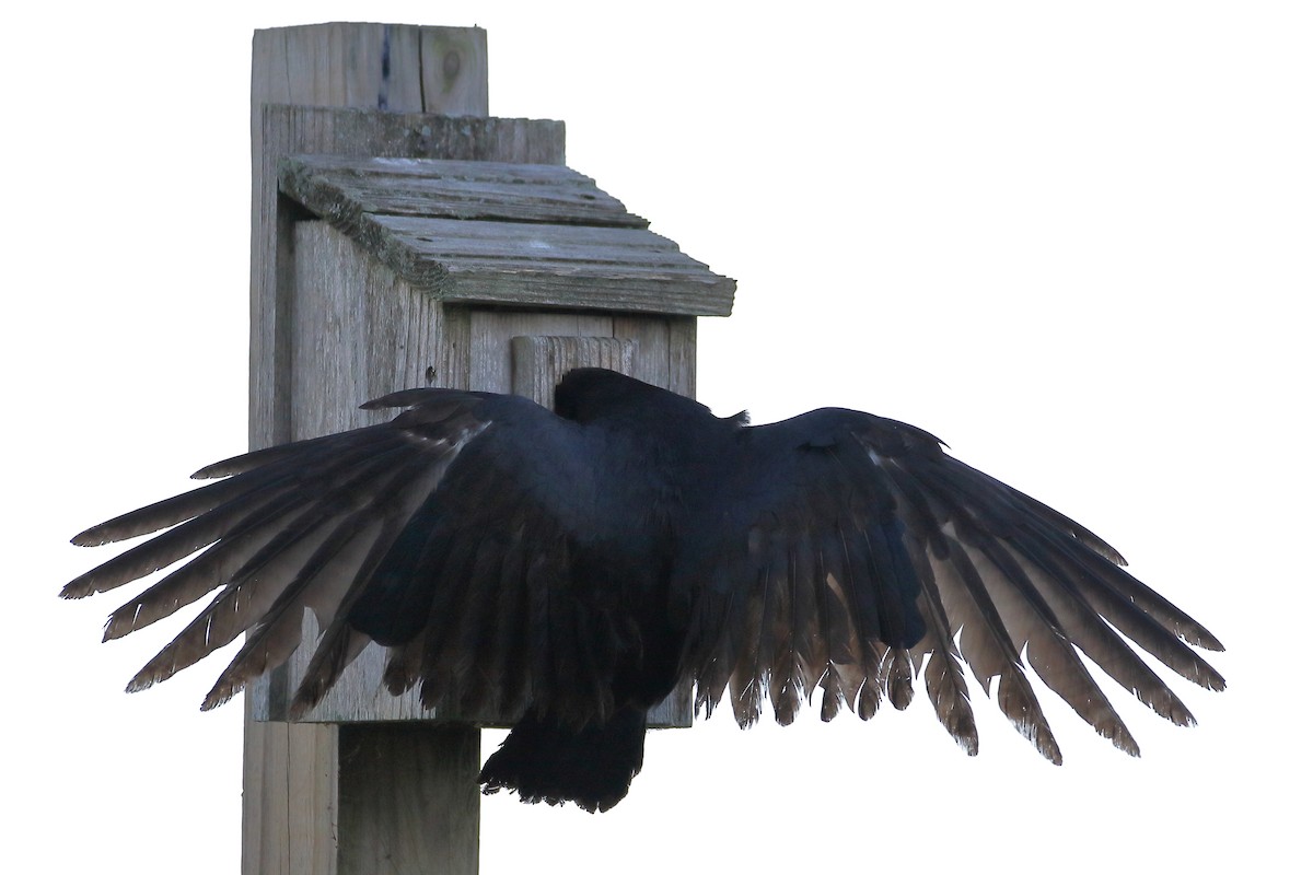 Fish Crow - ML620499991