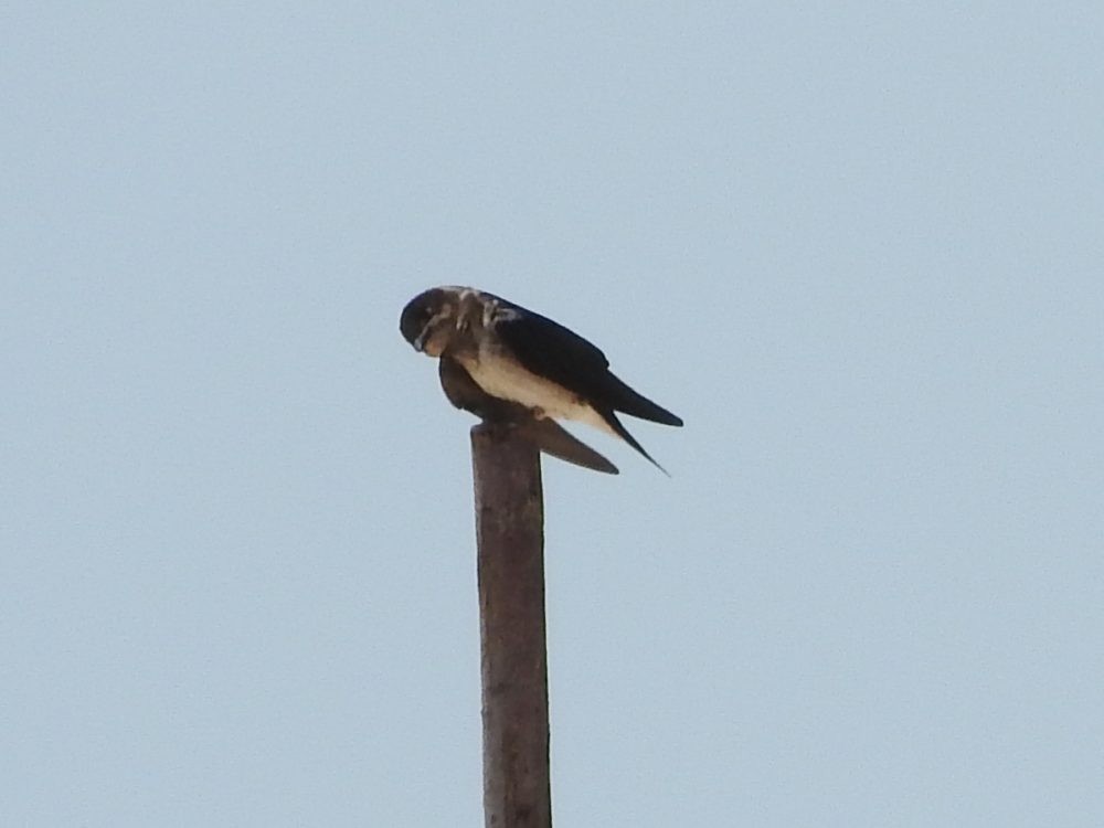 Gray-breasted Martin - ML620499994