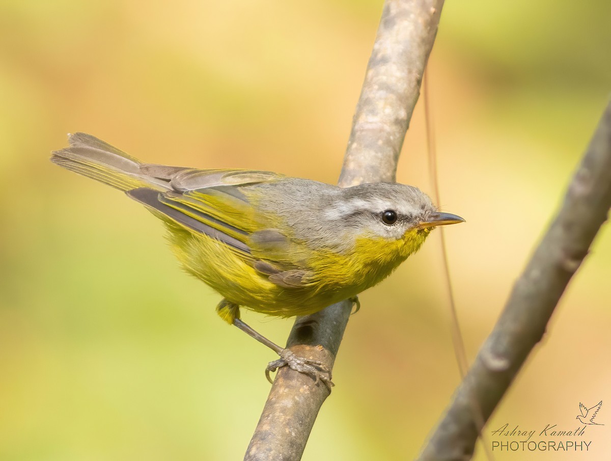 Gray-hooded Warbler - ML620499995