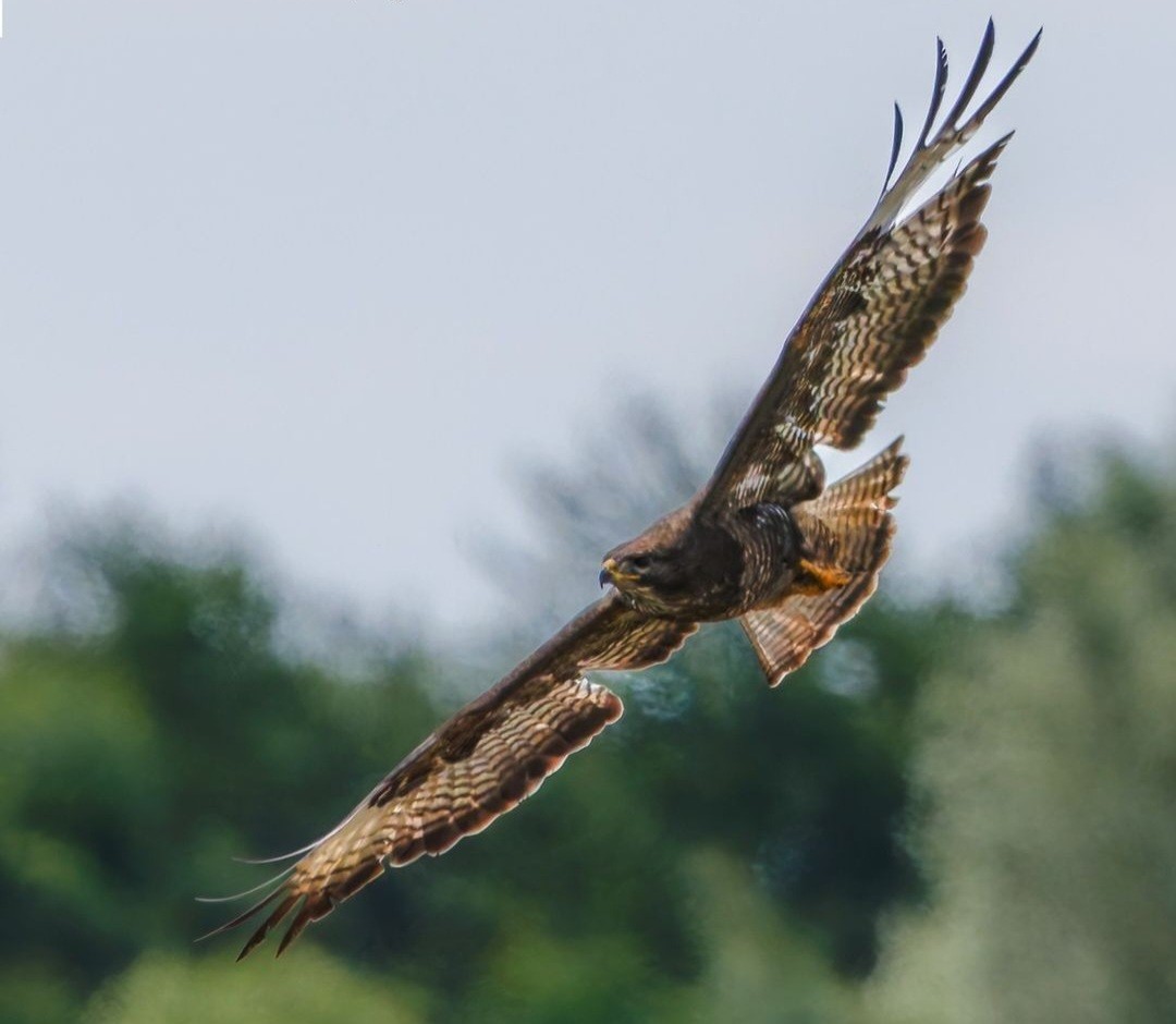 Common Buzzard - ML620500005