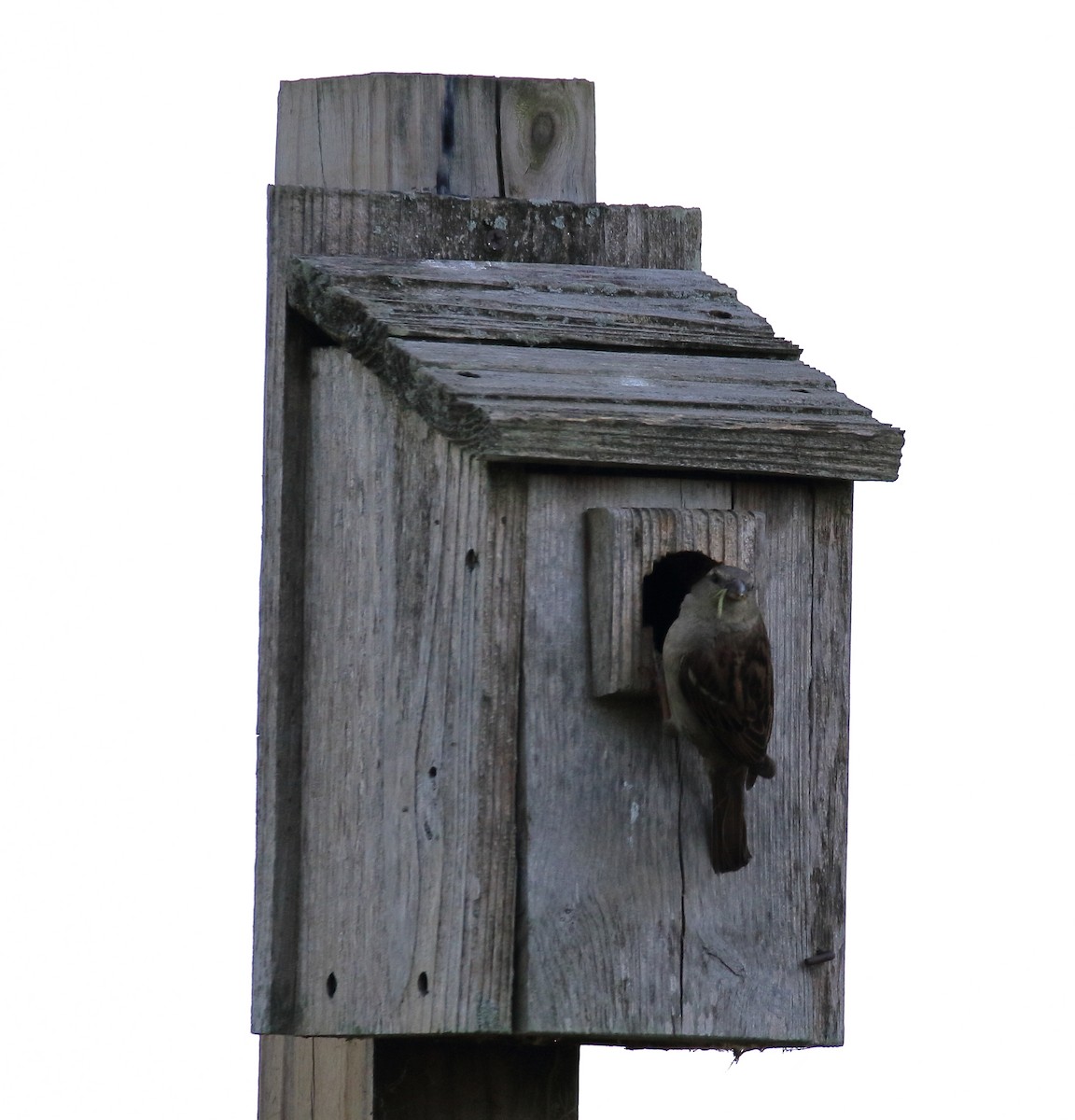House Sparrow - ML620500006