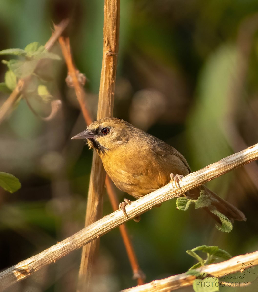 Black-chinned Babbler - Ashray Kamath