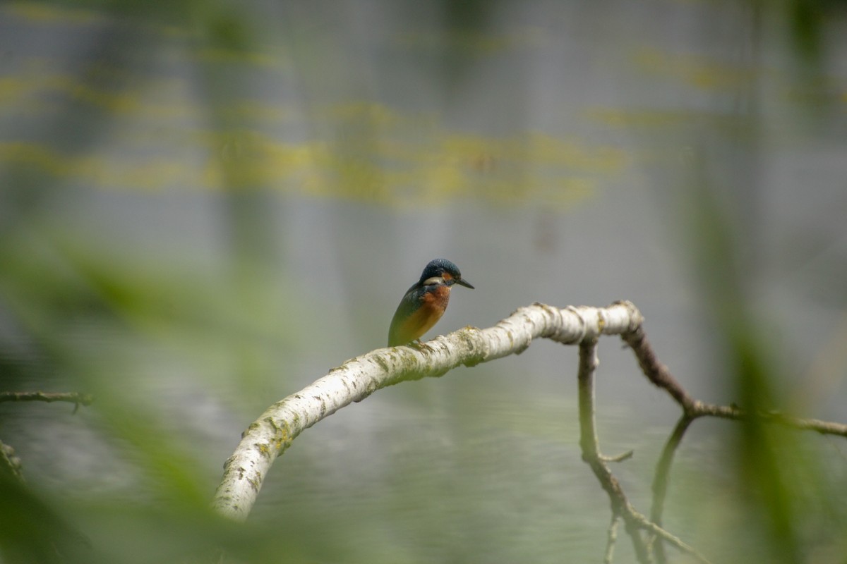 Common Kingfisher - ML620500016