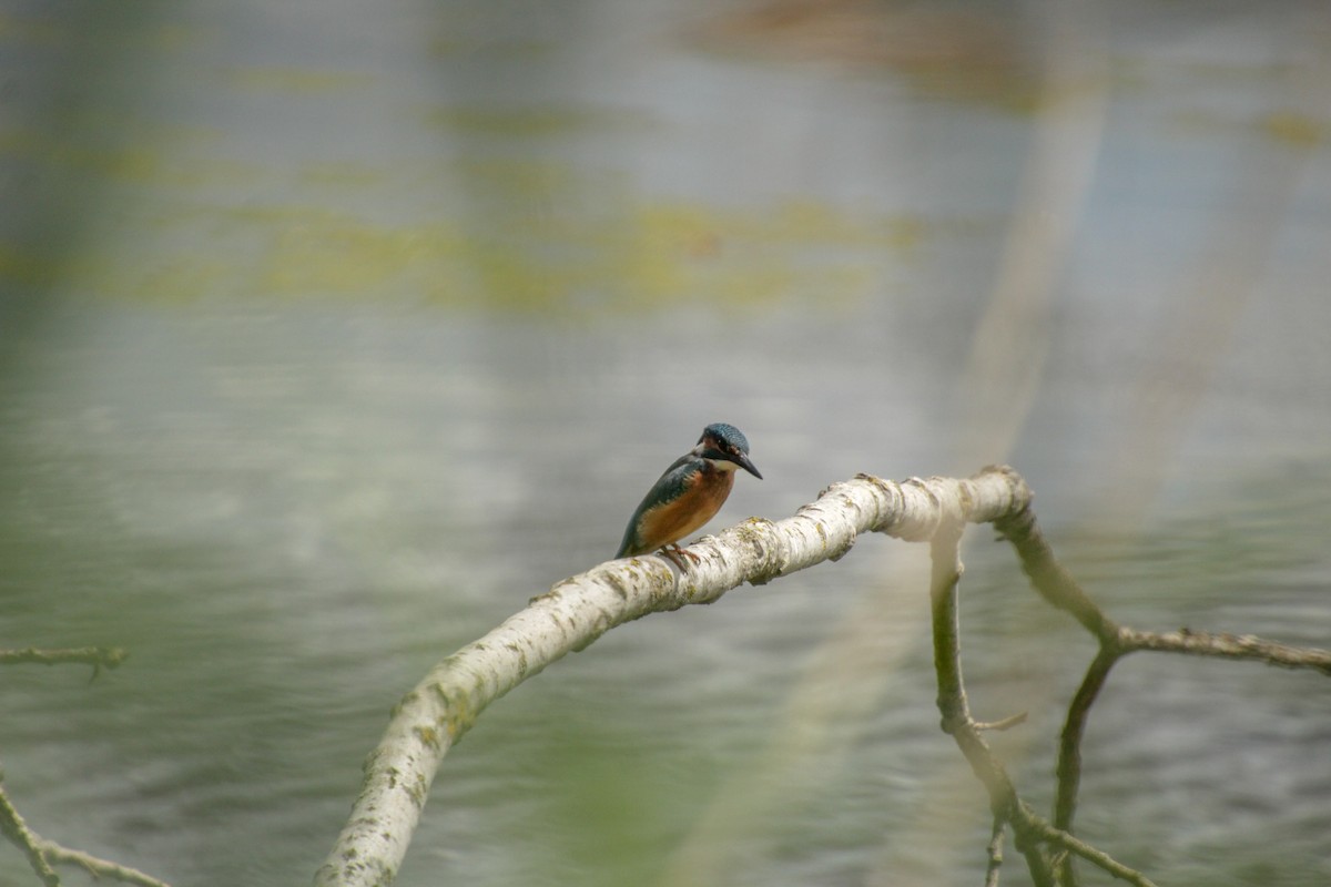 Common Kingfisher - ML620500018