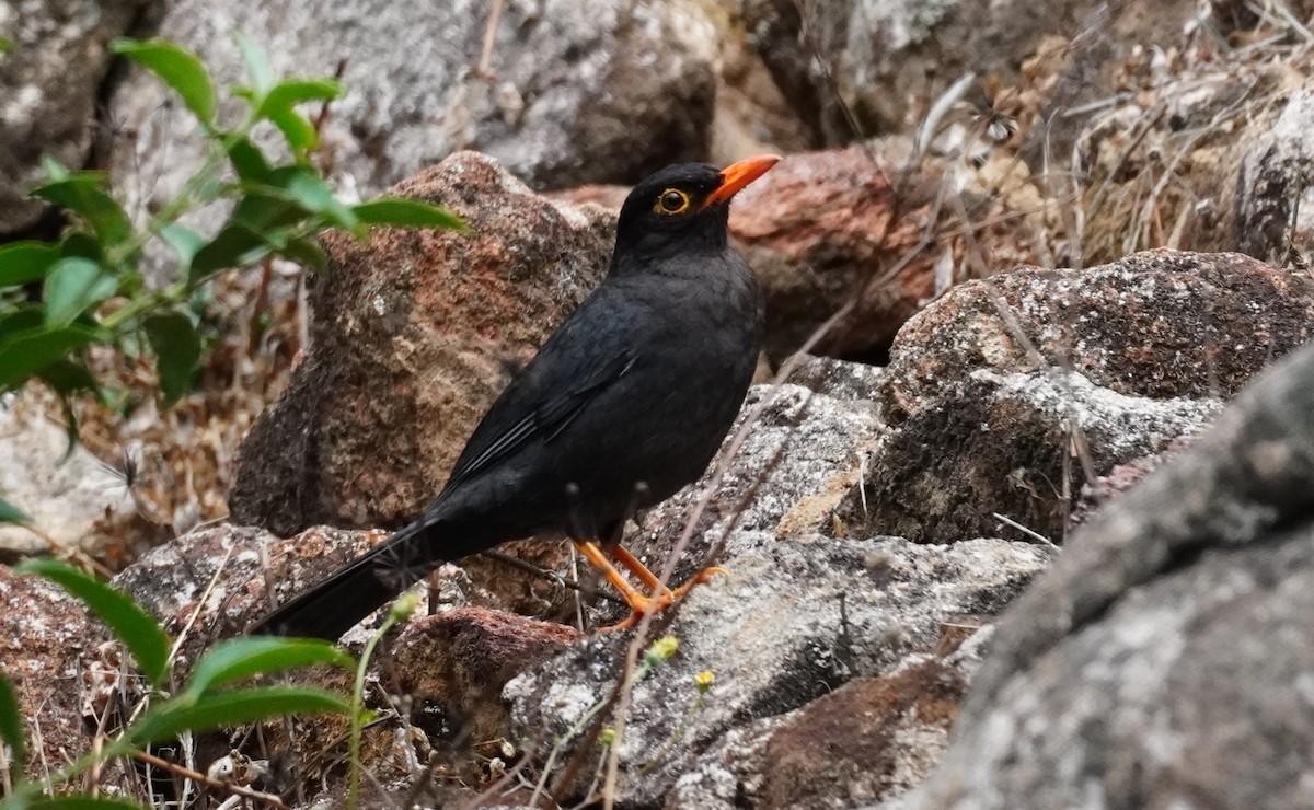 Indian Blackbird - ML620500024