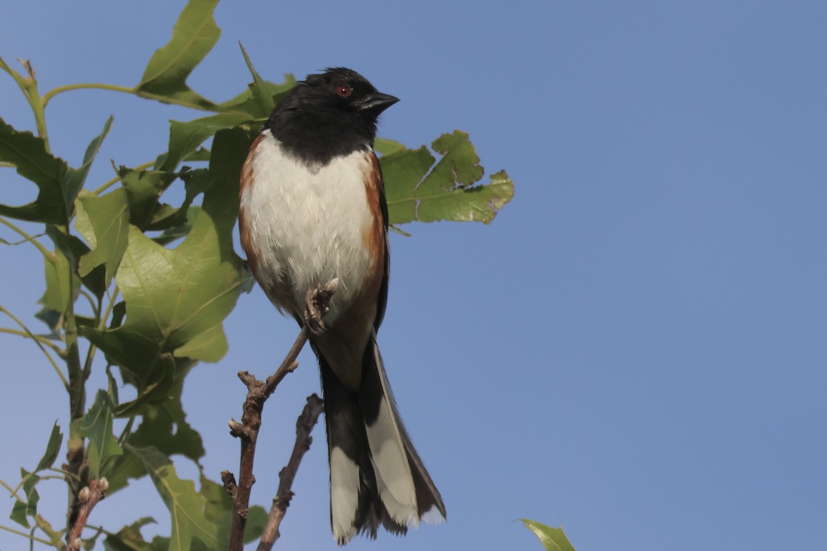 Eastern Towhee - Gil Ewing