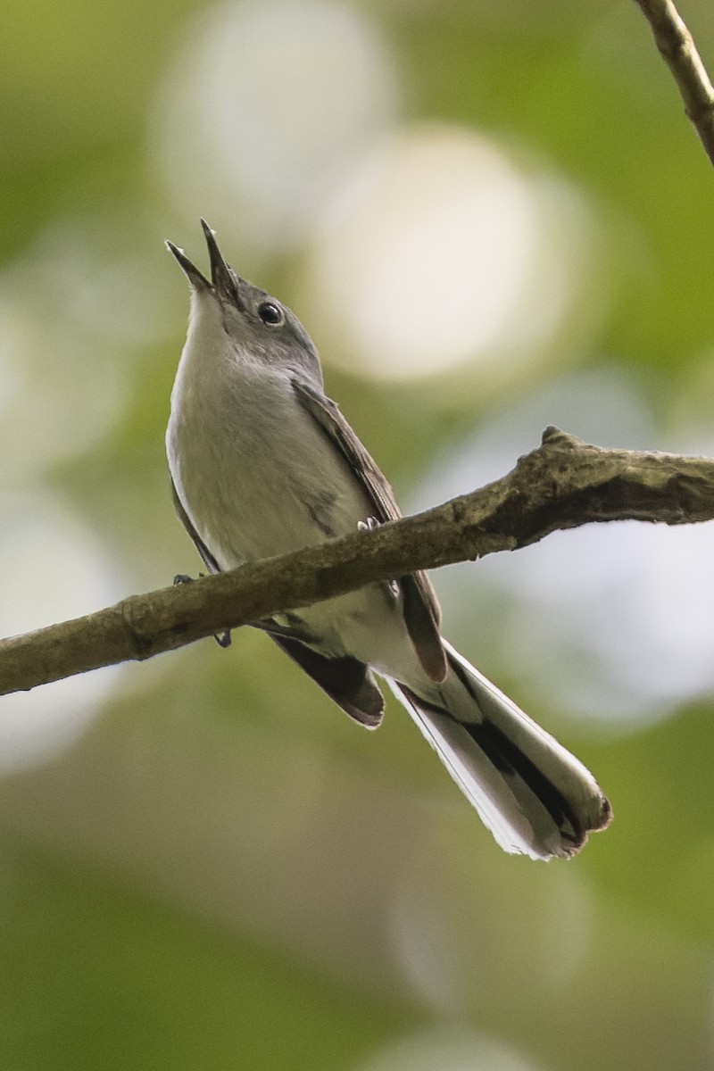 Blue-gray Gnatcatcher - ML620500026