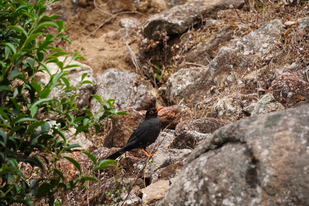 Indian Blackbird - ML620500027