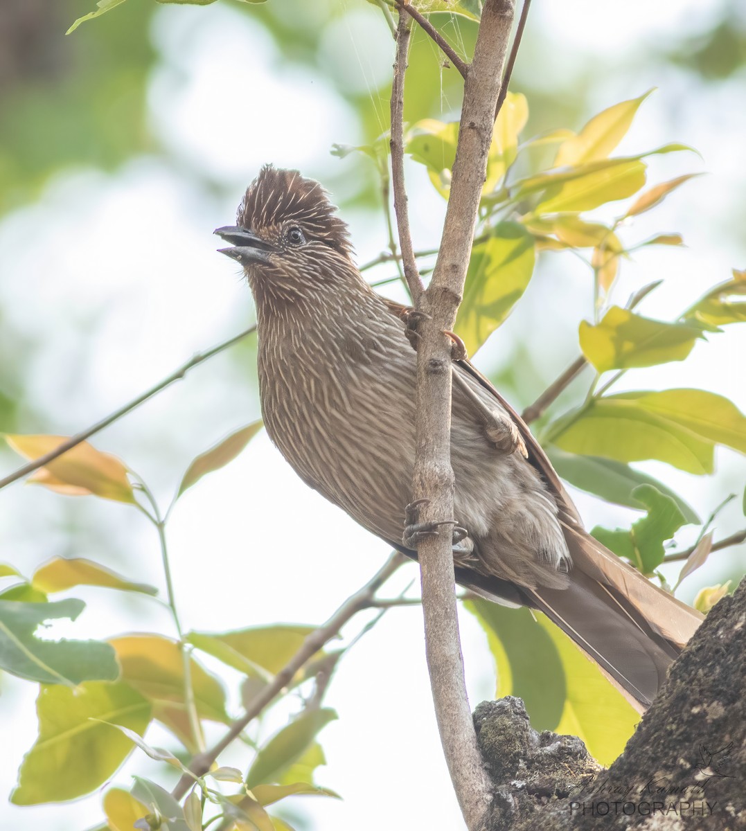 Striated Laughingthrush - ML620500030