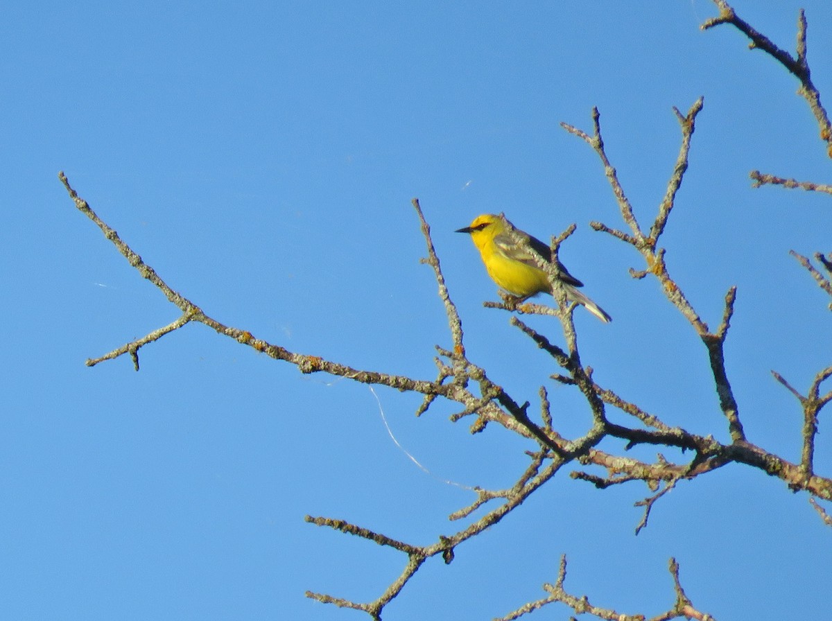 Blue-winged Warbler - ML620500035