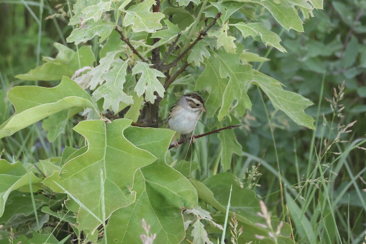 Clay-colored Sparrow - ML620500036