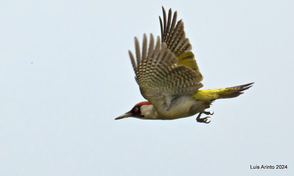 Eurasian Green Woodpecker - ML620500040
