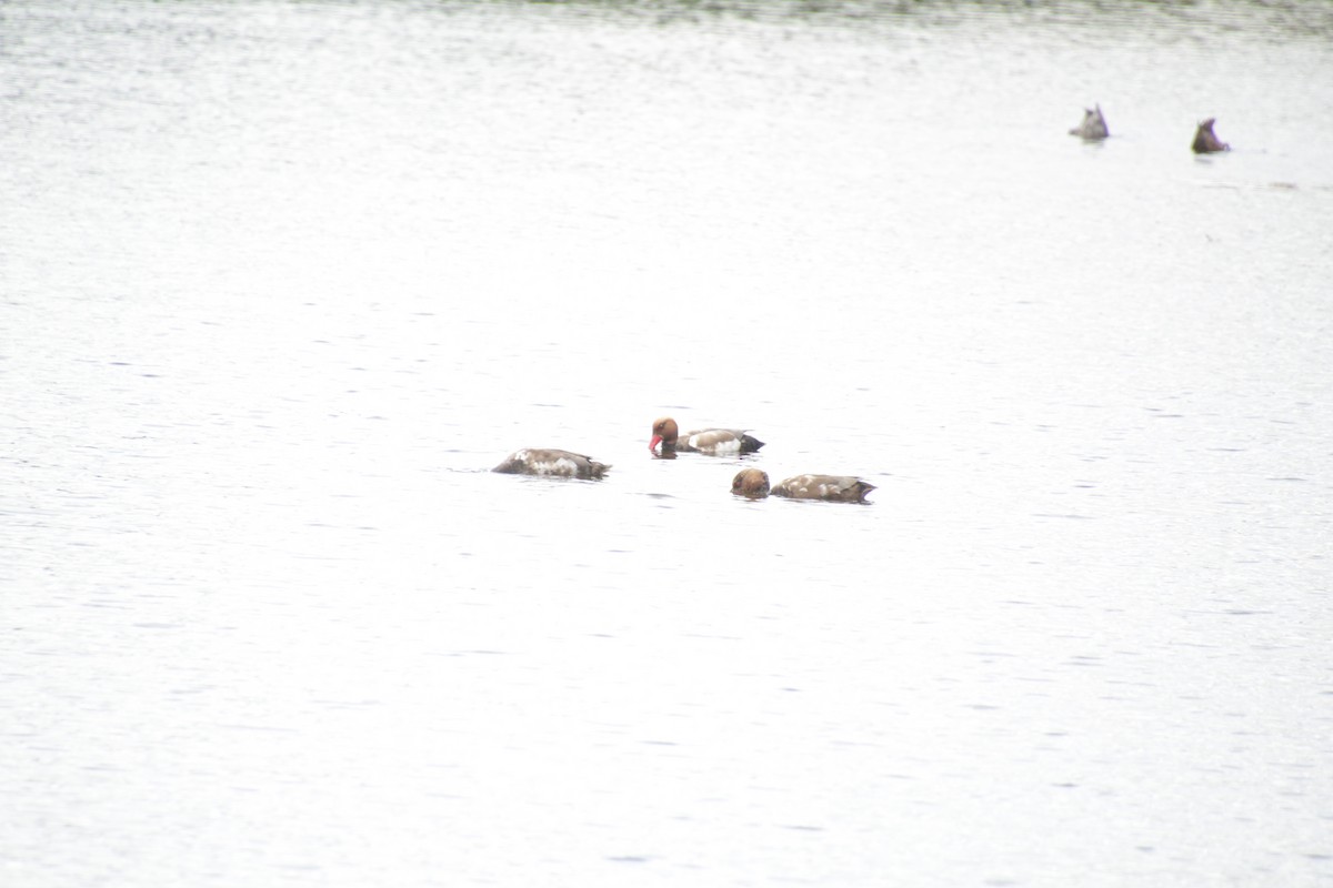 Red-crested Pochard - ML620500041