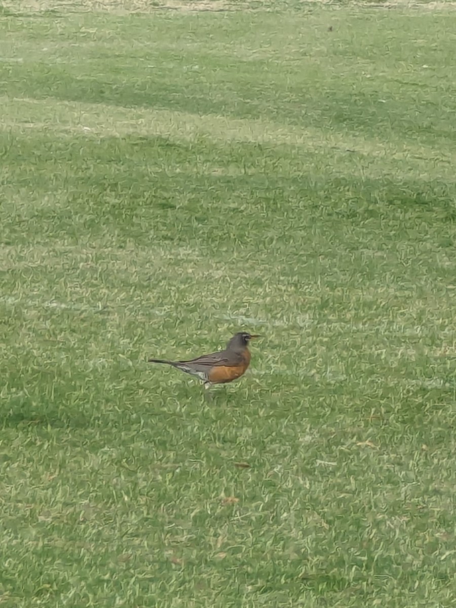 American Robin - ML620500043