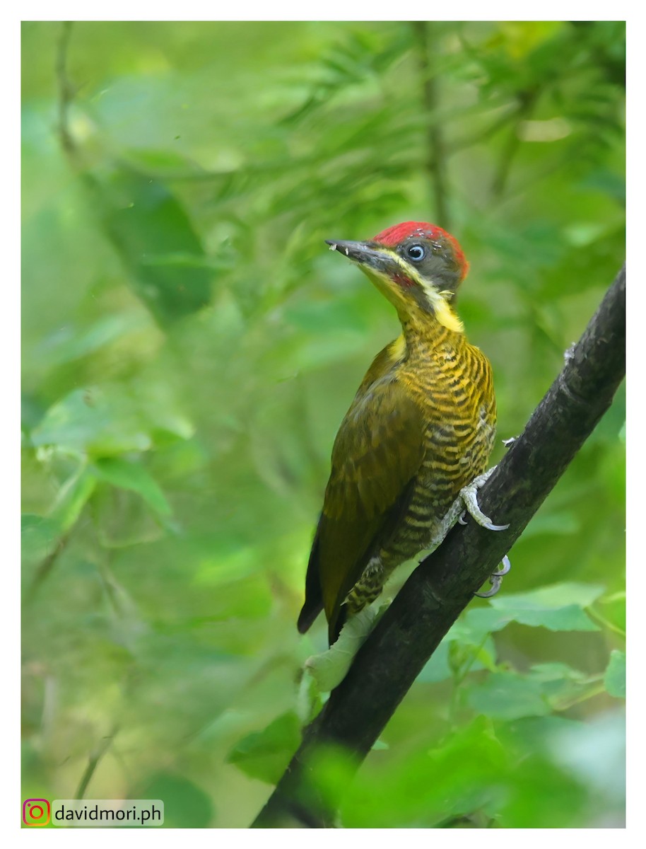Golden-green Woodpecker - ML620500050