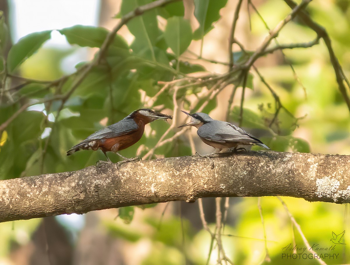 Chestnut-bellied Nuthatch - ML620500052