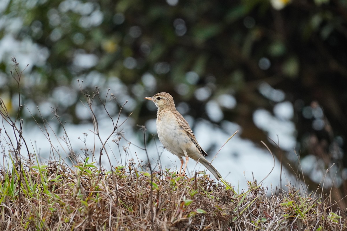 Paddyfield Pipit - ML620500058