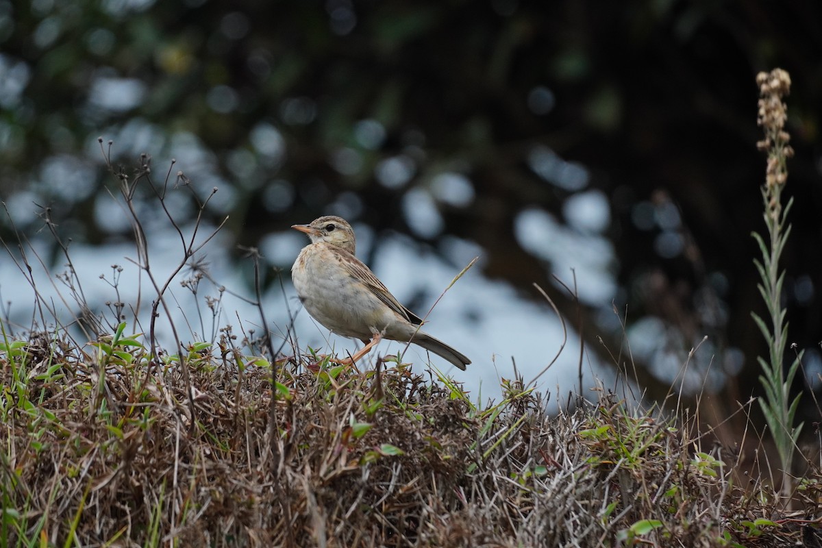 Paddyfield Pipit - ML620500060