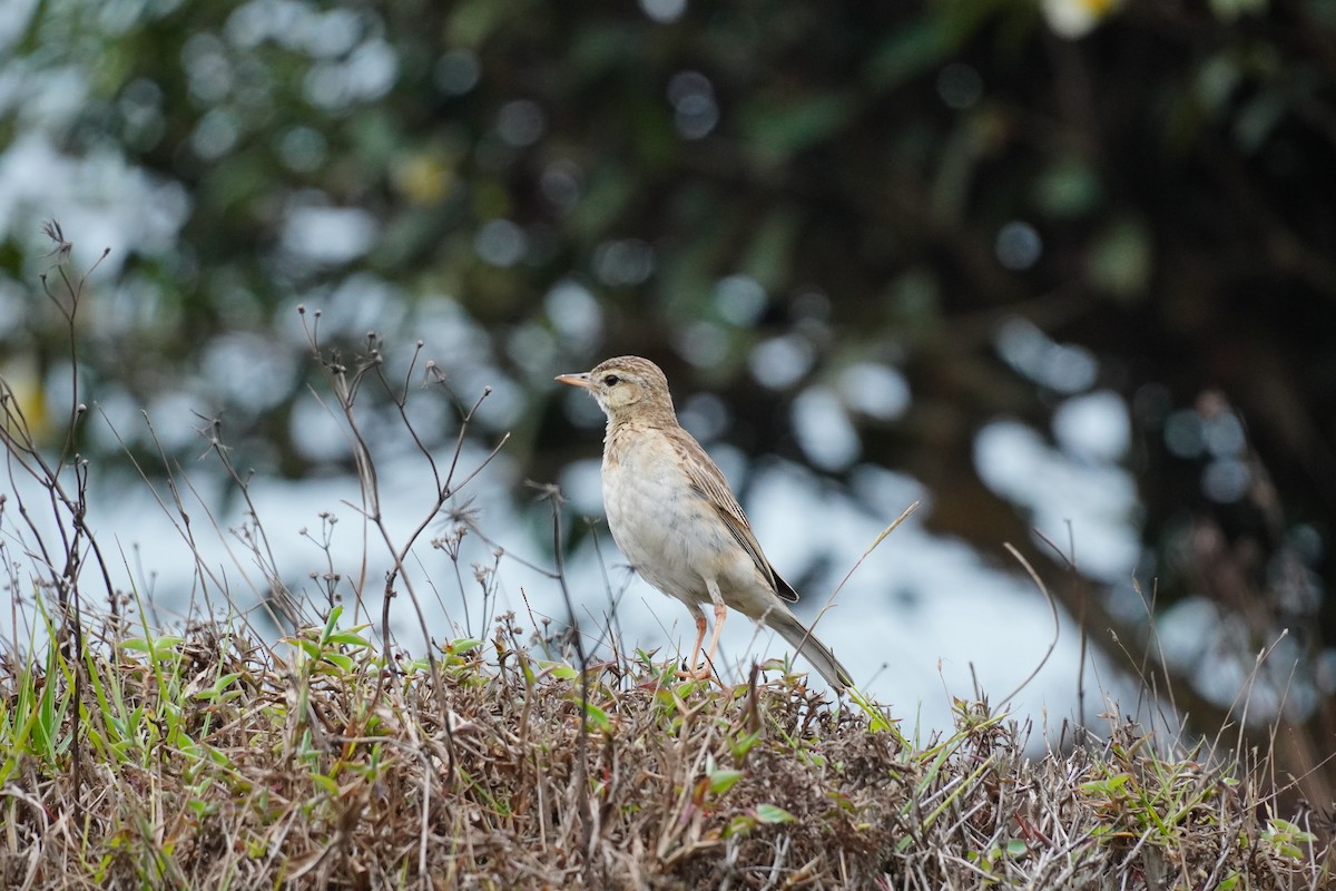 Paddyfield Pipit - ML620500065