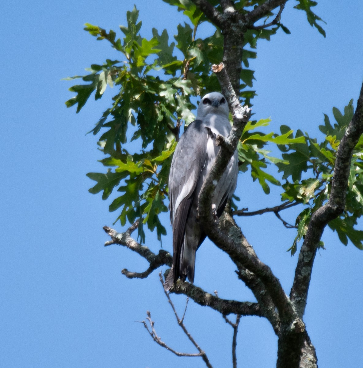 Mississippi Kite - ML620500066