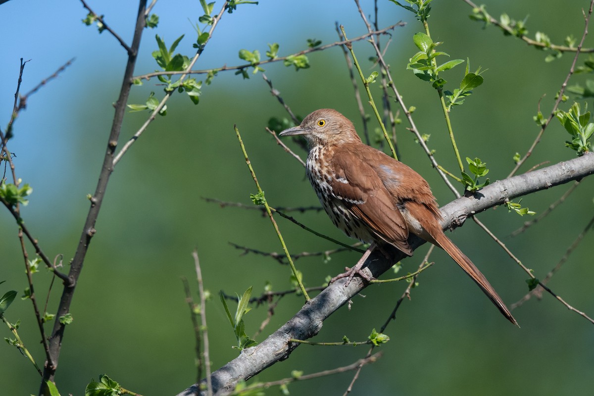 Brown Thrasher - ML620500067