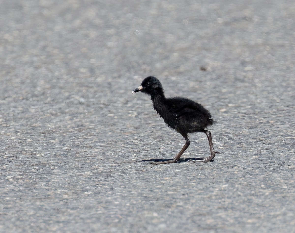 Virginia Rail - ML620500071