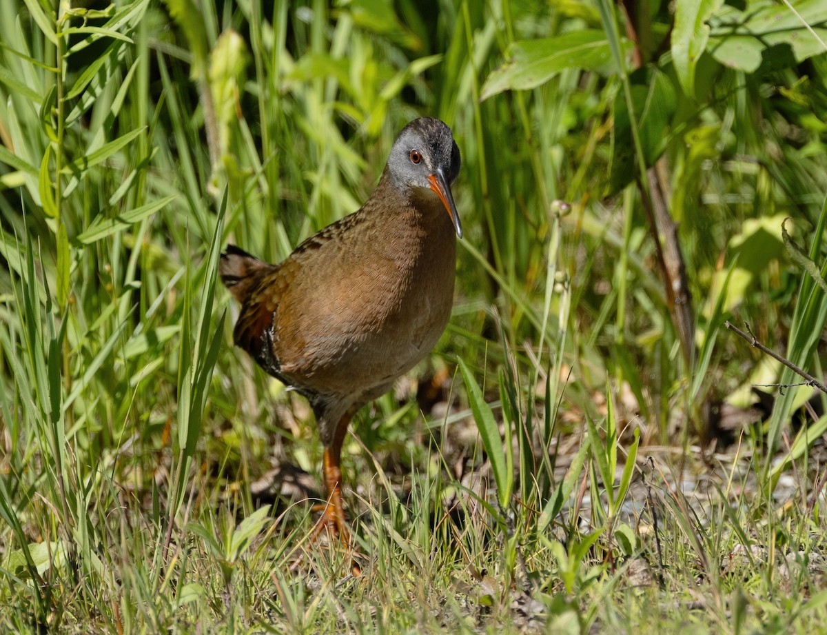 Virginia Rail - ML620500073