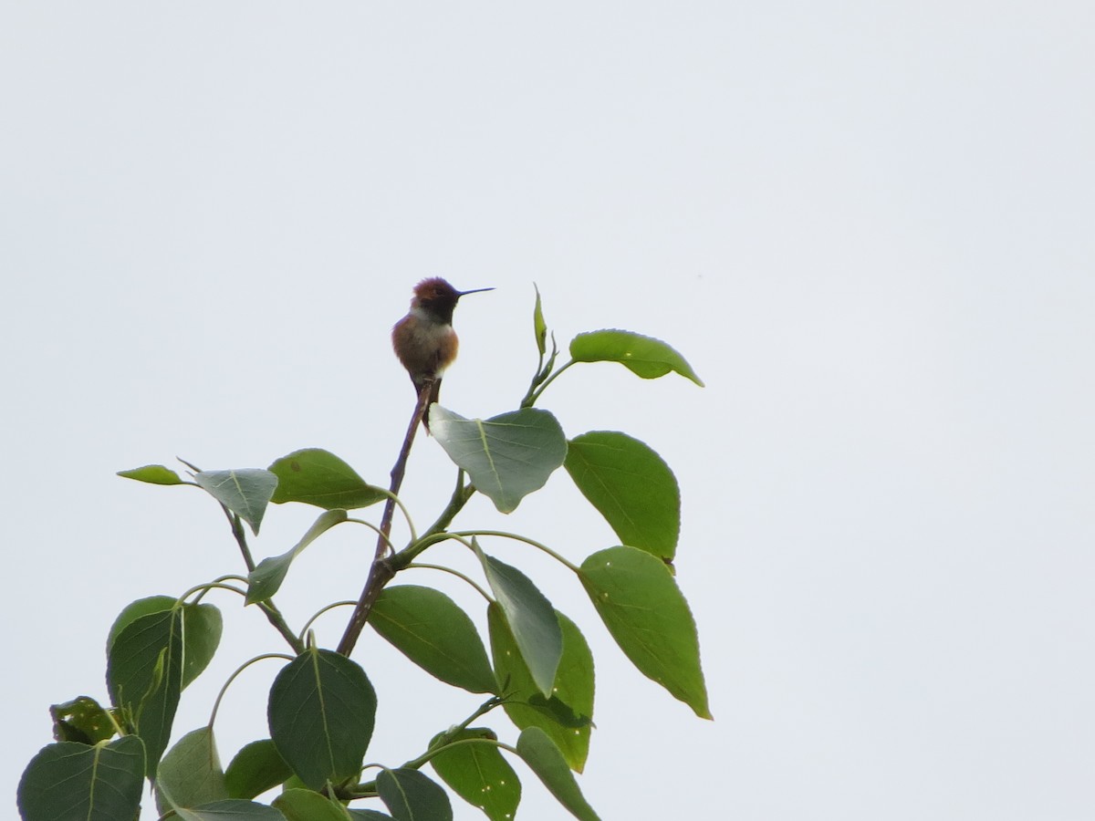 Rufous Hummingbird - ML620500074