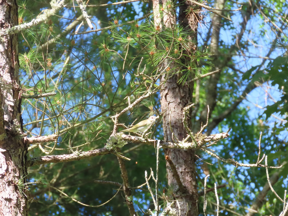 Red-eyed Vireo - ML620500077