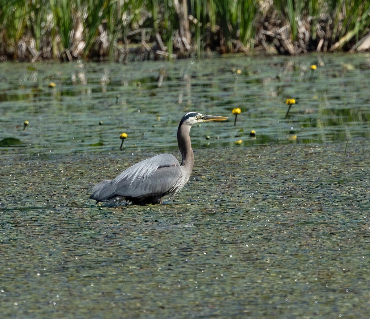 Garza Azulada - ML620500078