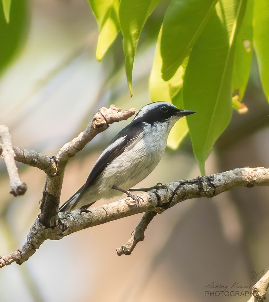 Little Pied Flycatcher - ML620500079