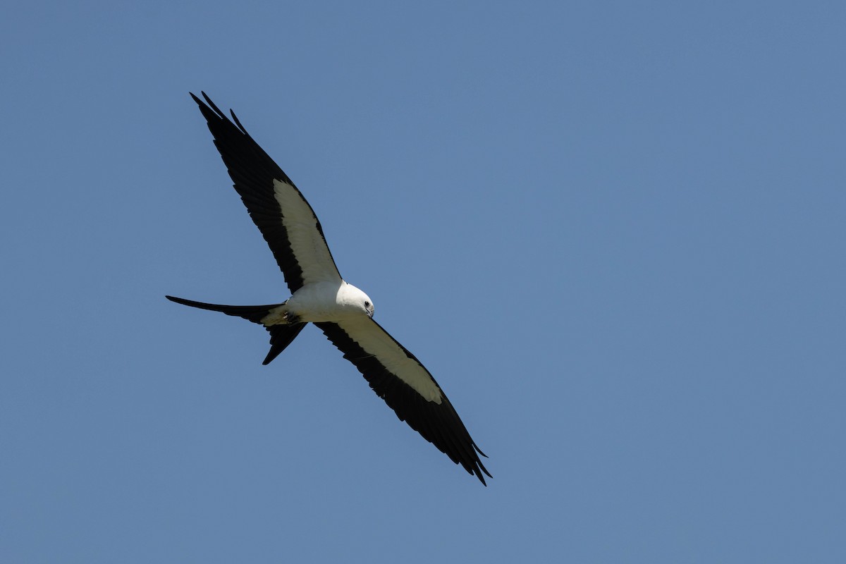 Swallow-tailed Kite - Jack Rogers