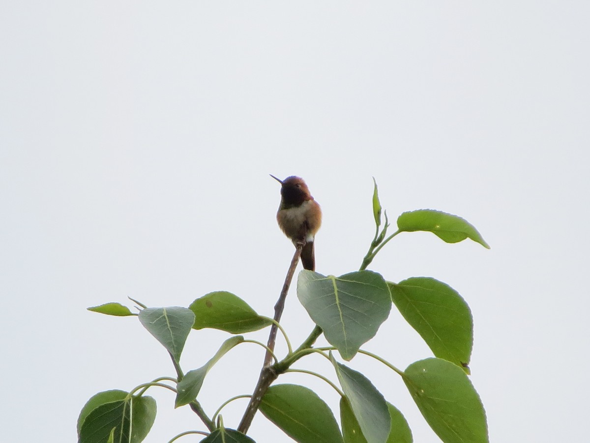 Colibrí Rufo - ML620500082