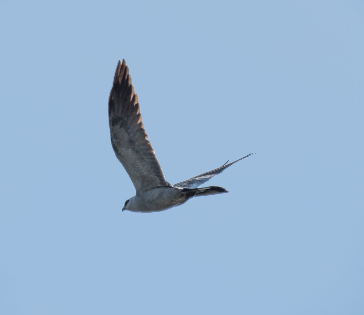 Mississippi Kite - ML620500087