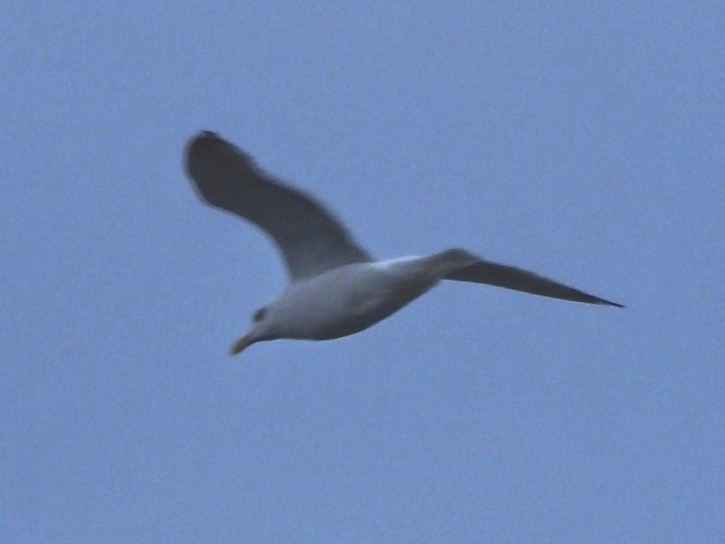 Gaviota Argéntea - ML620500088