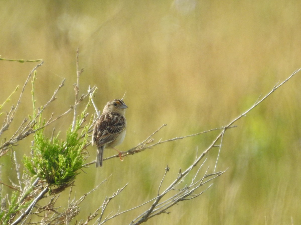 Grasshopper Sparrow - ML620500092