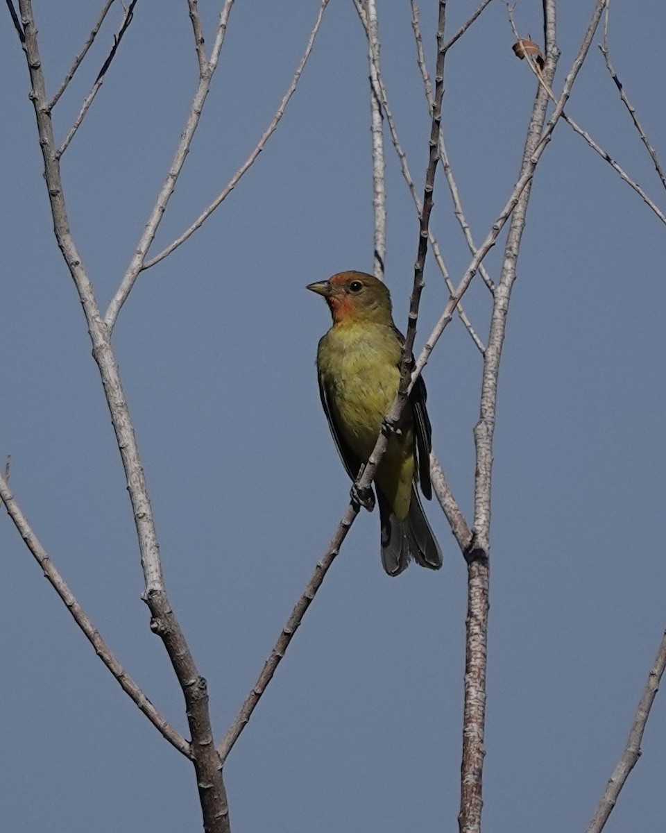 Western Tanager - ML620500094