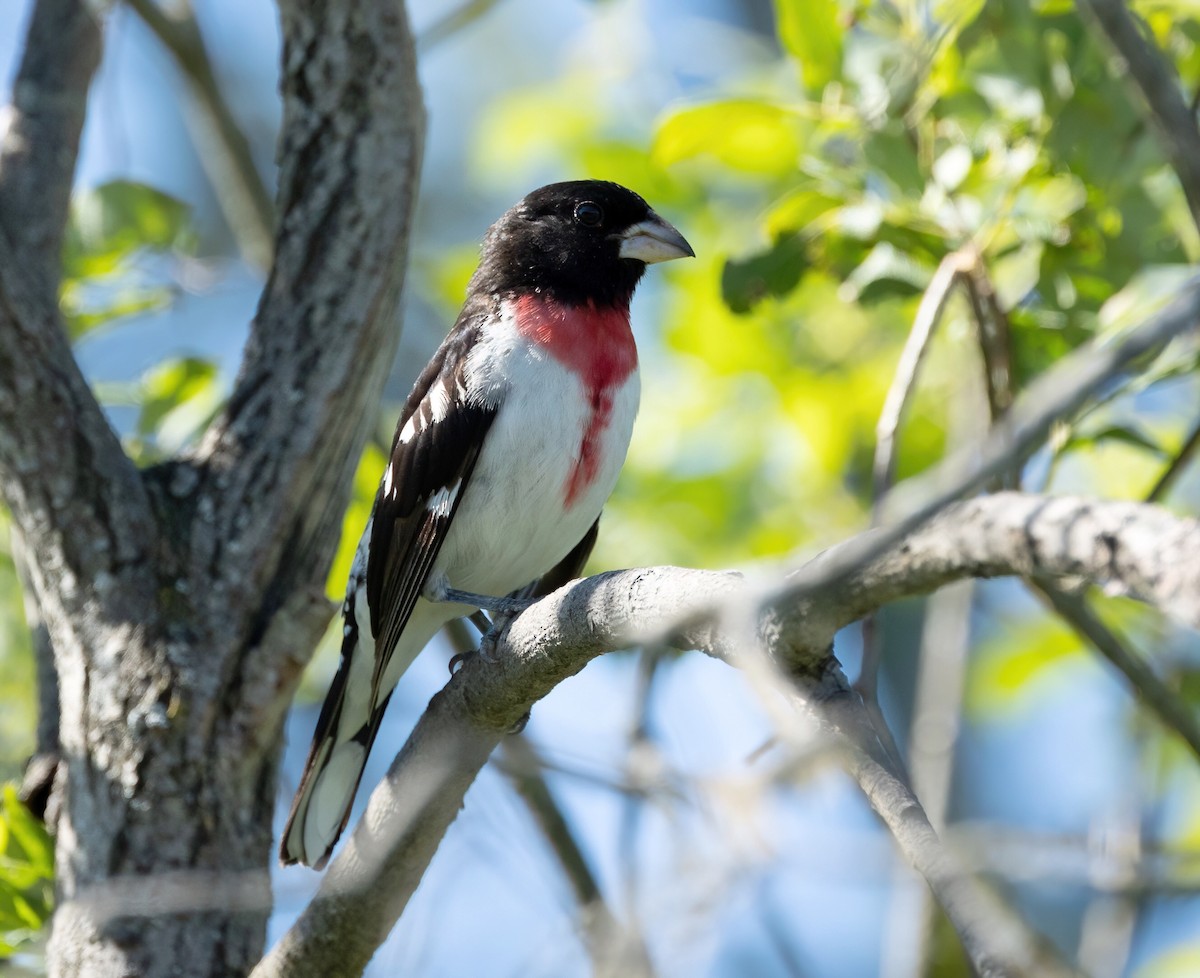 Rose-breasted Grosbeak - ML620500103