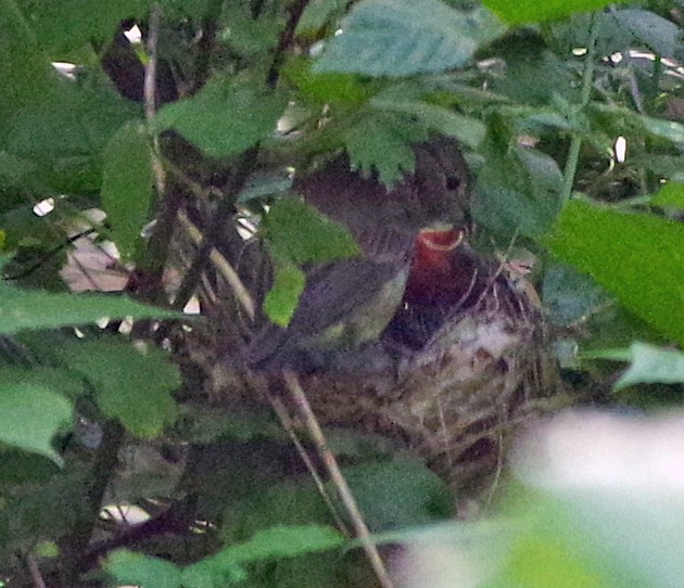 Indigo Bunting - ML620500111