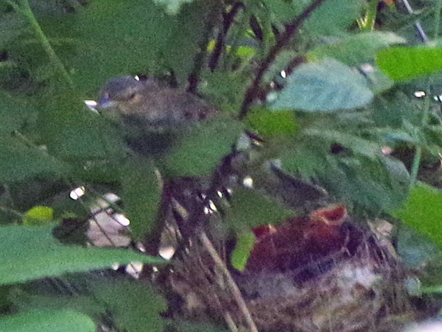 Indigo Bunting - ML620500112