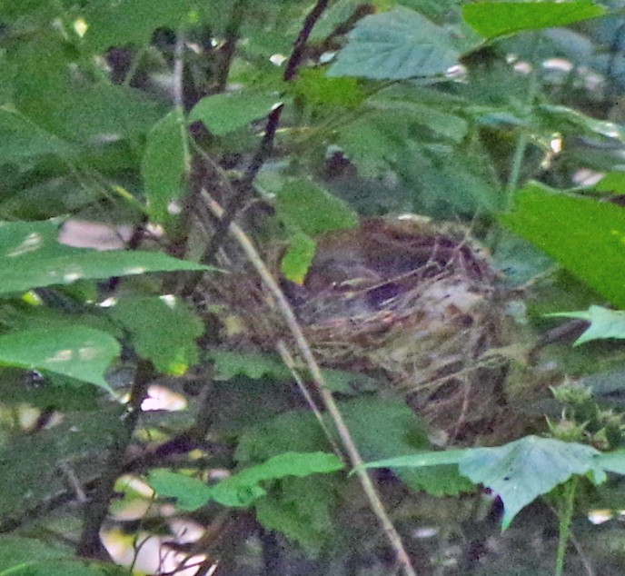 Indigo Bunting - ML620500114